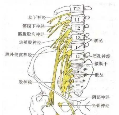 腰痛之第三腰椎横突综合症