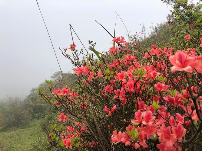 天露山杜鹃花海