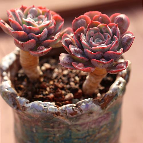 雨滴多肉植物陆养桩子泪无痕肉肉超正防辐射盆栽发货前可拍照