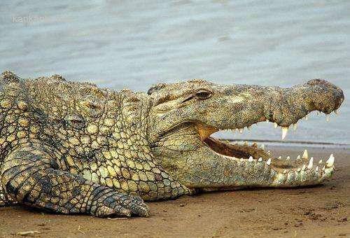 世界上最凶猛的动物,科摩多巨蜥上榜,如今却濒临灭绝!