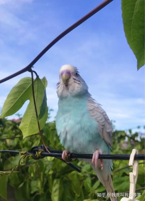 鼻子颜色蓝紫色 再长大一点就是全蓝 母的青年鸟鼻子蓝色泛着白色