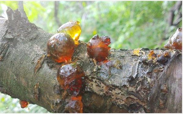 我家云南特产林芝野生桃胶