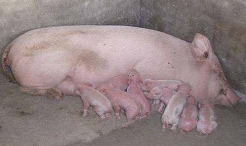 不依靠b超,预测母猪的产仔数 如果怀孕母猪从 前边数第二或第三个