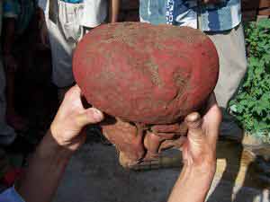 河北平泉河床挖出怪物 待专家考证是否太岁(图)