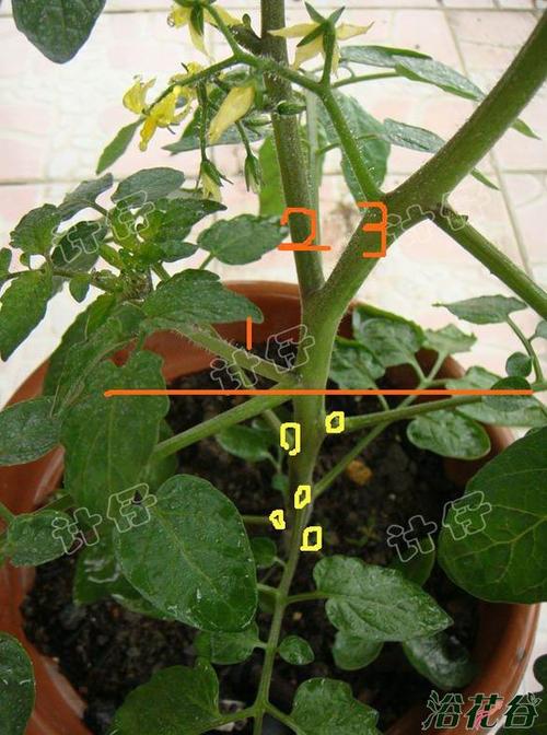 播种 番茄整枝方法,基本上有三种,单干,双杆,三杆整枝法,番茄长到一定