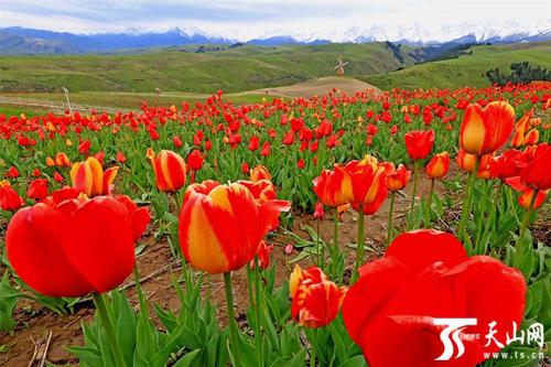 新闻动态 详情 5月22日,在奇台县江布拉克景区拍摄的郁金香花海