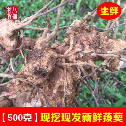现挖菝葜 新鲜金刚头 铁菱角中草药冷饭头 铁刺苓鲜品 500克 包邮