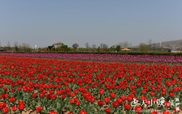 嵖岈山郁金香花开了