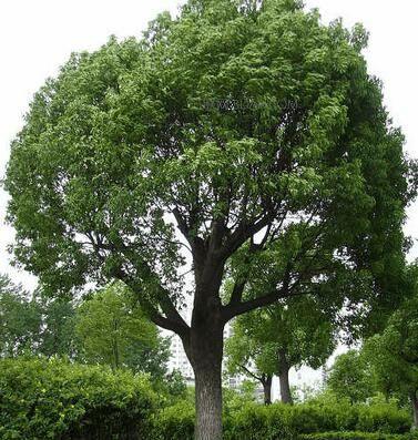 佛山 绿化 树种_北方绿化树种图片_庭院绿化树种