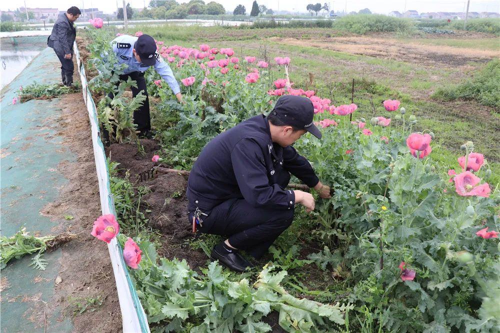 铲除罂粟7800余株!非法种植,一株就要摊上事儿!