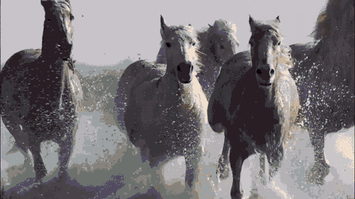 以党报党网的"一马当先"带动全媒体的"万马奔腾"