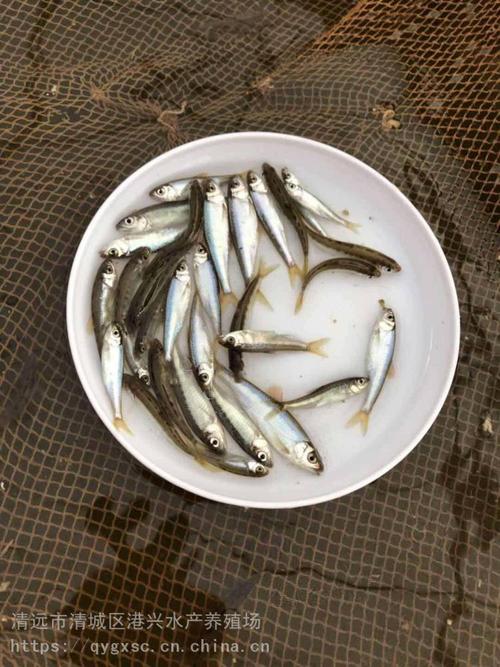 湖南省嘉禾县水产现售-黄骨鱼 叉尾鱼 桂花鱼 金草鱼 马口鱼鱼苗