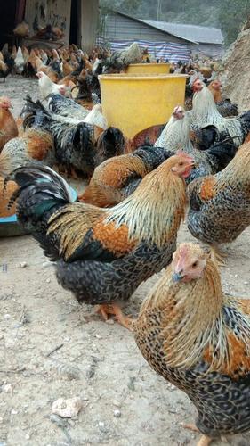 芦花鸡苗 红芦花鸡苗【公司提供产,供,小一条龙服务】