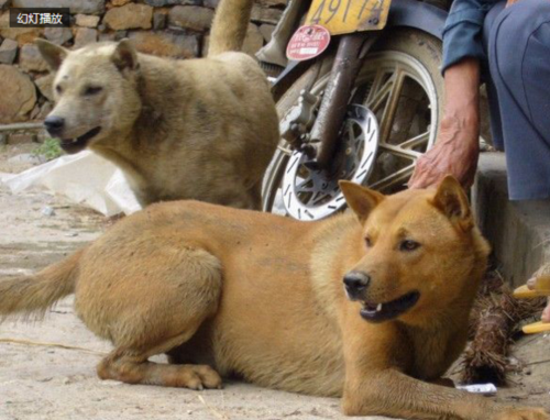 耳型较小,双立耳成倒八字状;吻部尖楔,吻部与脸盘的比例突出明显(与骁