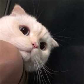 男生带猫咪qq头像