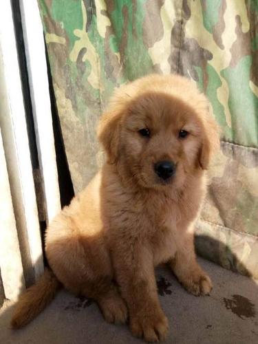 出售松狮萨摩金毛—保定金毛犬