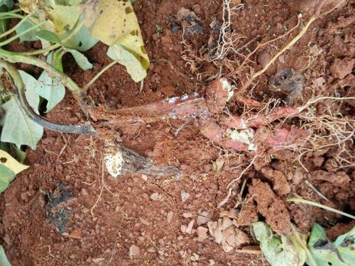 强化调运检疫,防止通过种薯,薯苗进行传播扩散.对从