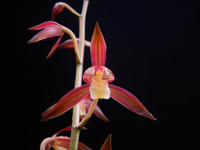 **江山美人**-墨兰篇-中国兰花交易网社区