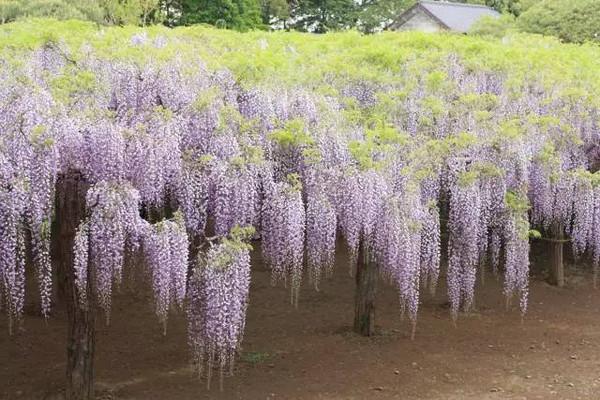 比樱花更迷人比薰衣草更浪漫日本的紫藤花已花开成海美醉成仙