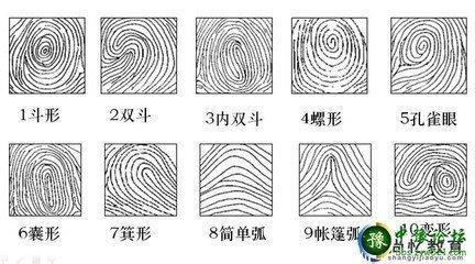 谁有孔雀眼指纹的图片吗?