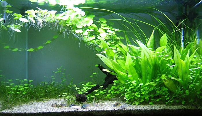 农业技术 种植技术  原标题:哪些种类的水草会开花?