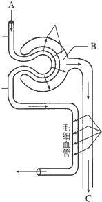 如图是人体尿液形成过程示意图.