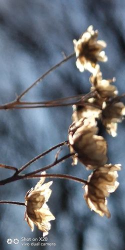 标题:残花美!