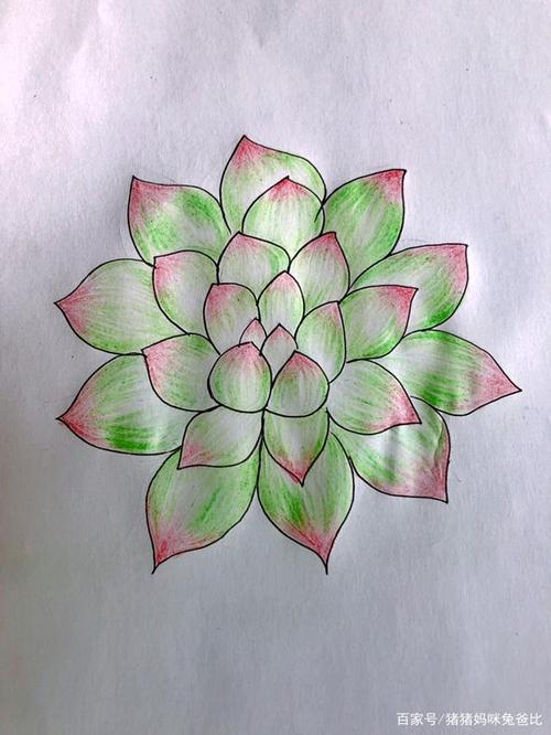 多肉植物简笔画怎么画