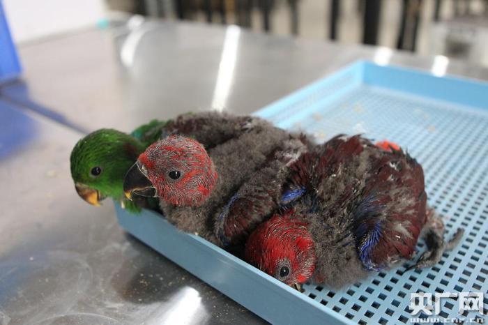 青岛海关查获走私珍贵鹦鹉蛋40枚部分小鹦鹉破壳而出