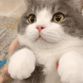 猫咪表情包:小手一撑,与世无争.