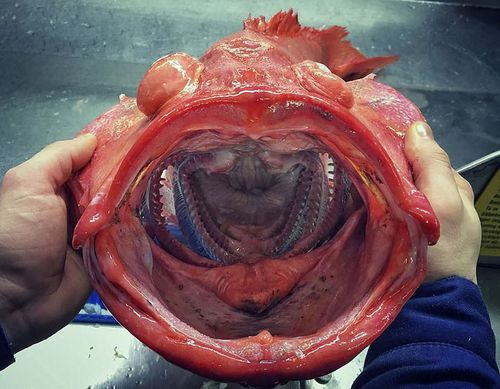 从罗曼拍到的照片来看,深海红鱼张着大嘴,瞪着肉嘟嘟的眼睛,浑身肉