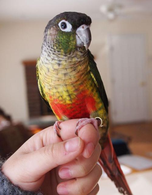 黄边小太阳成长记