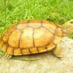 灵岩八板龟沈石溪著