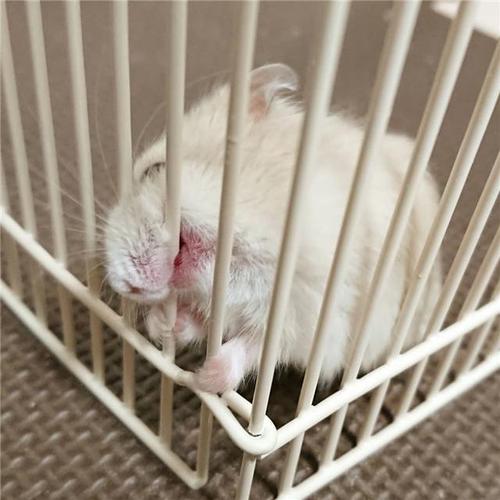 仓鼠总爱咬笼子,为让鼠鼠"闭嘴",饲主用了这些绝招