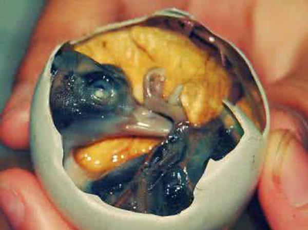 五大重口味美食, 恶心你的胃
