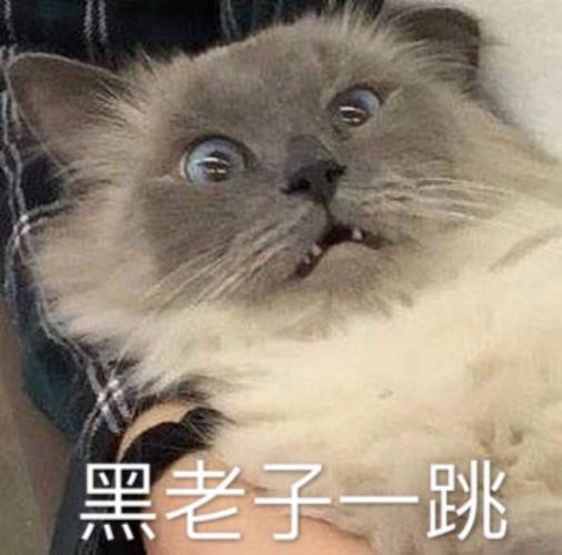 黑老子一跳 猫 表情包 自作
