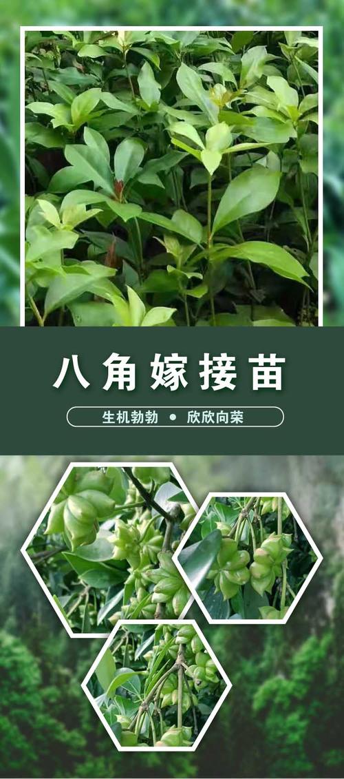 供应大红八角苗八角苗批发供应大料批发零售大茴香生产基地