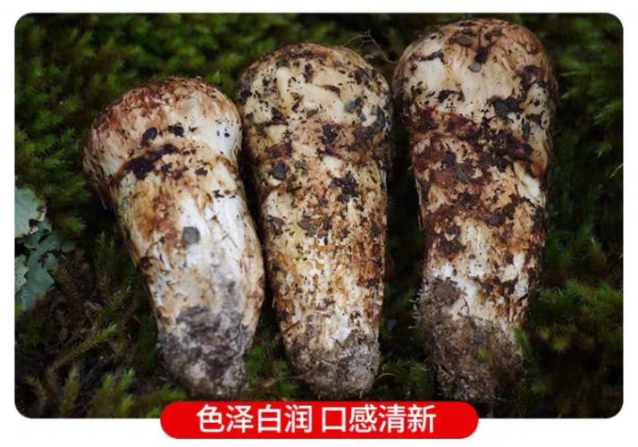 野生松茸新鲜上市_松茸_采摘_抗癌_抗菌_口感_新鲜松茸_美食_美食其他