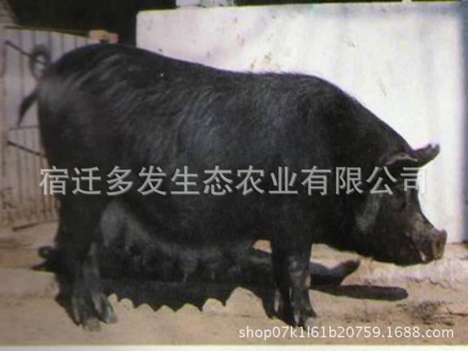 出售长大母猪 苏太母猪 太湖母猪 纯种北京黑猪 优良品质