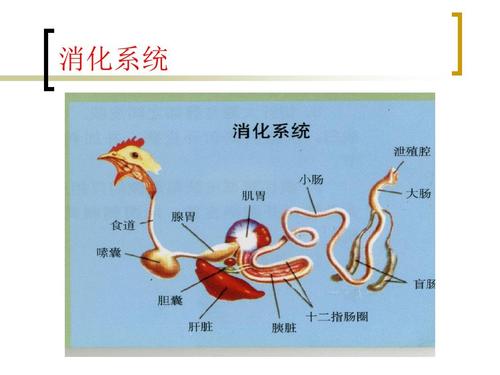 鸡的解剖图ppt