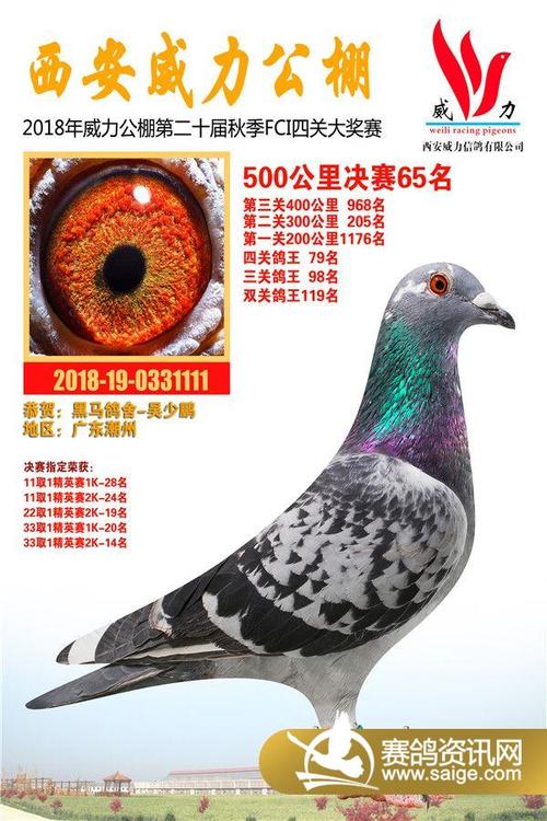 陕西威力秋棚2018年获奖鸽61名-90名_公棚动态_陕西