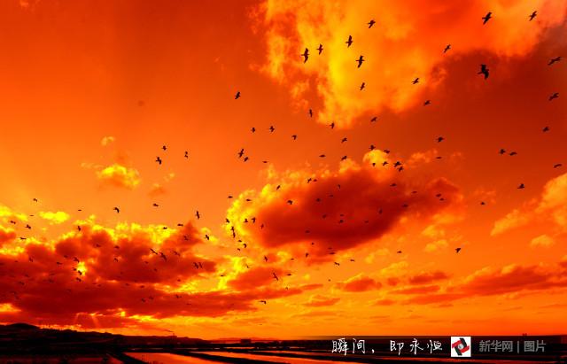 大连黄昏火烧云动人心魄 群鸟空中飞舞壮美异常