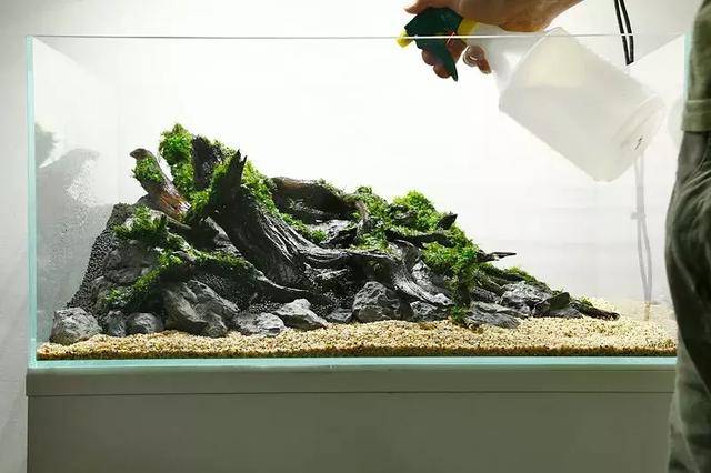 家居水景丨赏心悦目的清新青龙沉木造景缸