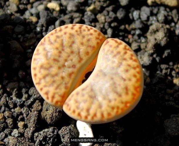 生石花 - lyg847990149 - lyg847990149的博客