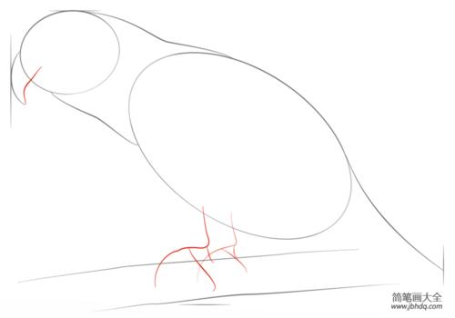 如何画一只非洲灰鹦鹉