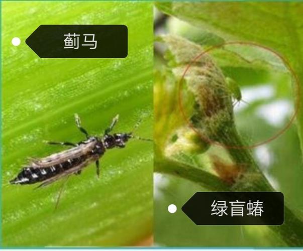 葡萄萌芽前后的两大虫害怎么破?