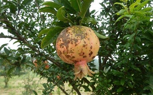 任帅告诉你石榴盆景的病虫害防治和处理办法