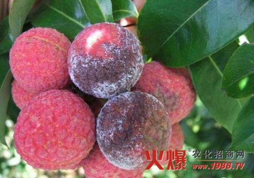 荔枝霜疫霉病