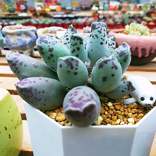 海豹水泡多肉植物新手好养活肥肉肉海豹纹阳台办公桌绿植花卉崧宇