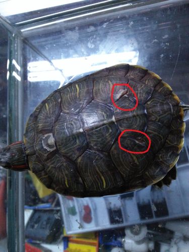 乌龟这是蜕皮还是腐甲?急急急